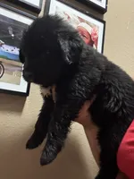 HUGE BLACK FEMALE , a female Newfoundland for sale in Adrian, MI – 1 of 6