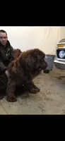 HUGE black girl!!, a female Newfoundland for sale in Adrian, MI – 3 of 6