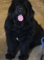 HUGE gray/white MALE, a male Newfoundland for sale in Adrian, MI – 5 of 5