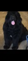 HUGE GRAY BOY, a male Newfoundland for sale in Adrian, MI – 3 of 6