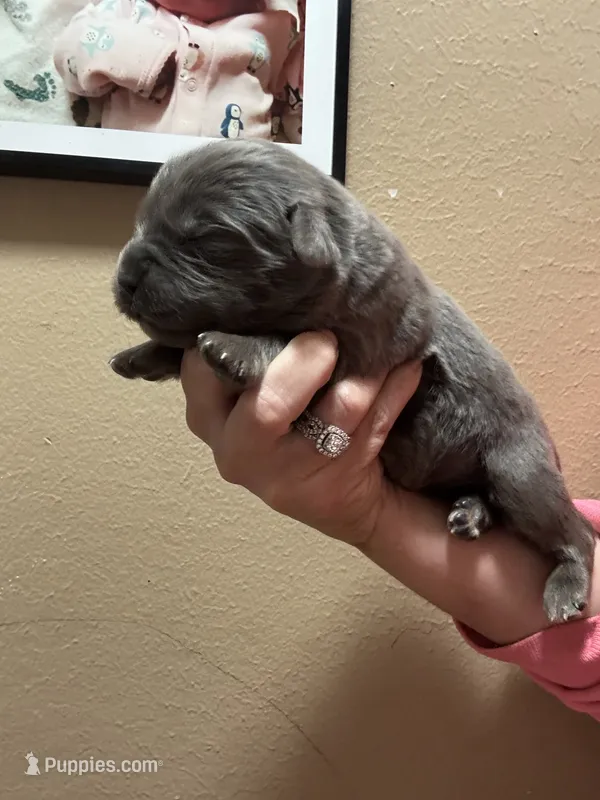 HUGE GRAY BOY – Newfoundland puppy for sale in Adrian, MI