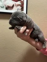 HUGE GRAY BOY, a male Newfoundland for sale in Adrian, MI – 1 of 6