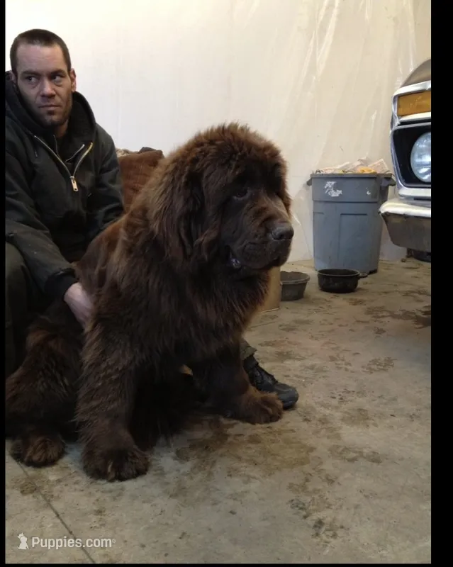 HUGE landseer Female  – Newfoundland puppy for sale in Adrian, MI