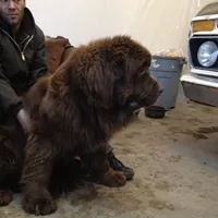 Black boy, a male Newfoundland for sale in Adrian, MI – 2 of 4