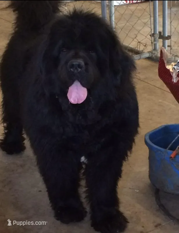 Black boy – Newfoundland puppy for sale in Adrian, MI