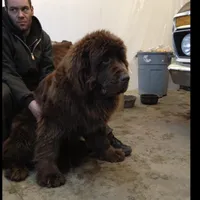 Black boy, a male Newfoundland for sale in Adrian, MI – 3 of 4