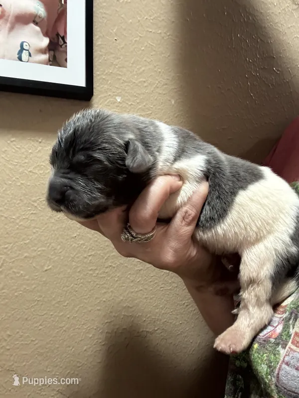HUGE. gray/white – Newfoundland puppy for sale in Adrian, MI