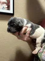 HUGE. gray/white, a male Newfoundland for sale in Adrian, MI – 1 of 5