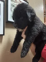 HUGE BLACK FEMALE , a female Newfoundland for sale in Adrian, MI – 2 of 6