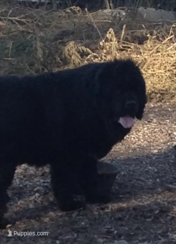 HUGE gray FEMALE – Newfoundland puppy for sale in Adrian, MI