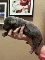 HUGE GRAY BOY, a male Newfoundland for sale in Adrian, MI – 2 of 6
