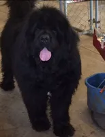 HUGE landseer Female , a female Newfoundland for sale in Adrian, MI – 4 of 4