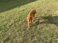 Honey, a female Golden Retriever for sale in Cadillac, MI – Photo 5 of 6