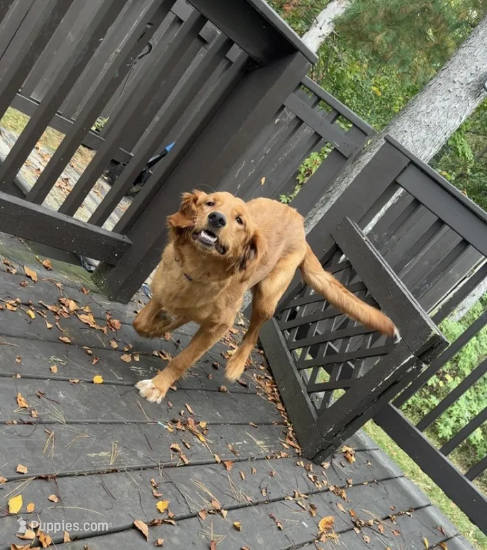Honey – Golden Retriever puppy for sale in Cadillac, MI