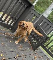 Honey, a female Golden Retriever for sale in Cadillac, MI – Photo 1 of 6