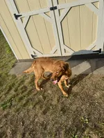Honey, a female Golden Retriever for sale in Cadillac, MI – Photo 6 of 6