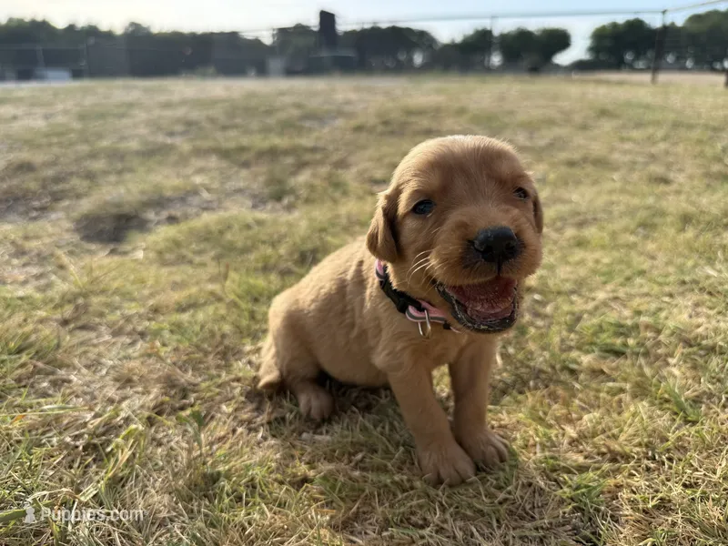AKC LIGHT PINK GIRL – Golden Retriever puppy for sale in Cleburne, TX