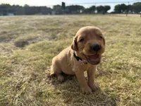 AKC LIGHT PINK GIRL, a female Golden Retriever for sale in Cleburne, TX – 1 of 4