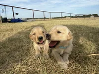 AKC DARK BLUE BOY, a male Golden Retriever for sale in Cleburne, TX – 5 of 5