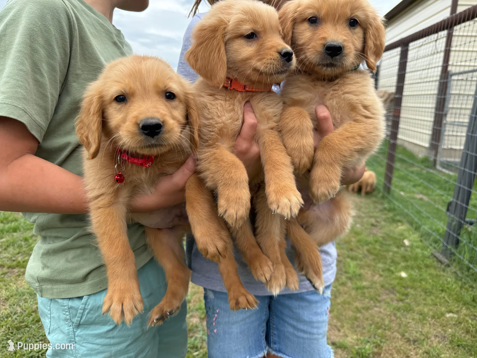 AKC ORANGE COLLAR MALE, a male Golden Retriever for sale in Cleburne, TX – Photo 4 of 4