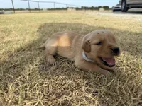 AKC SILVER COLLAR BOY, a male Golden Retriever for sale in Cleburne, TX – 4 of 5