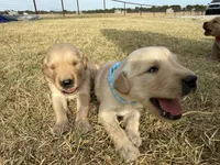 AKC LIGHT BLUE BOY, a male Golden Retriever for sale in Cleburne, TX – 4 of 5