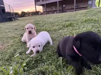 AKC YELLOW COLLAR MALE WHITE LAB, a male Labrador Retriever for sale in Cleburne, TX – Photo 5 of 7