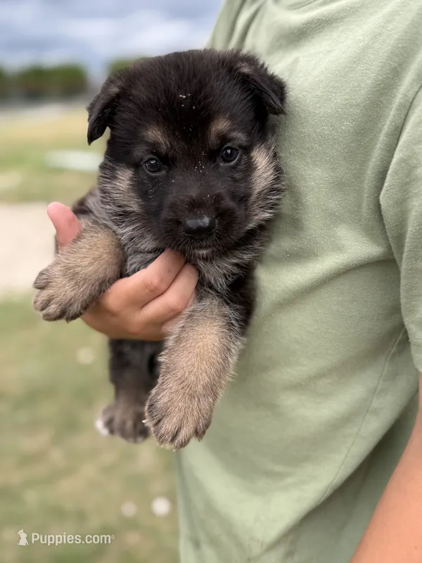 AKC Light Pink Collar Black Sable Girl  – German Shepherd Dog puppy for sale in Cleburne, TX