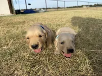 AKC DARK BLUE BOY, a male Golden Retriever for sale in Cleburne, TX – 2 of 5