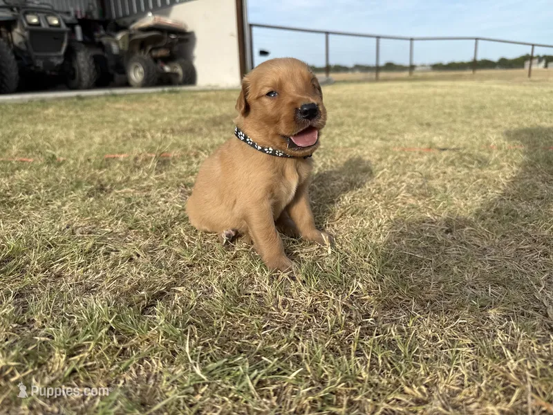 AKC BLACK COLLAR BOY – Golden Retriever puppy for sale in Cleburne, TX