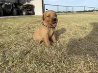 AKC BLACK COLLAR BOY, a male Golden Retriever for sale in Cleburne, TX – 1 of 4