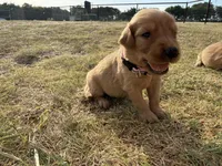 AKC LIGHT PINK GIRL, a female Golden Retriever for sale in Cleburne, TX – 4 of 4