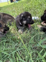AKC Light Pink Collar Black Sable Girl , a female German Shepherd Dog for sale in Cleburne, TX – 2 of 3