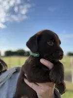 AKC DARK GREEN COLLAR CHOCOLATE LAB, a male Labrador Retriever for sale in Cleburne, TX – Photo 2 of 3