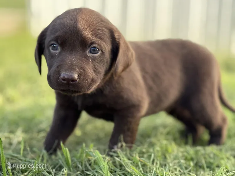 AKC DARK GREEN COLLAR CHOCOLATE LAB – Labrador Retriever puppy for sale in Cleburne, TX