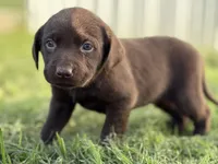 AKC DARK GREEN COLLAR CHOCOLATE LAB, a male Labrador Retriever for sale in Cleburne, TX – Photo 1 of 3