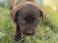 AKC DARK GREEN COLLAR CHOCOLATE LAB, a male Labrador Retriever for sale in Cleburne, TX – Photo 3 of 3