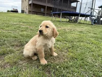 AKC PINK COLLAR FEMALE, a female Golden Retriever for sale in Cleburne, TX – Photo 4 of 4