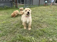 AKC PINK COLLAR FEMALE, a female Golden Retriever for sale in Cleburne, TX – Photo 2 of 4