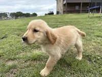 AKC PINK COLLAR FEMALE, a female Golden Retriever for sale in Cleburne, TX – Photo 1 of 4