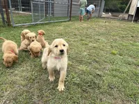 AKC PINK COLLAR FEMALE, a female Golden Retriever for sale in Cleburne, TX – Photo 3 of 4