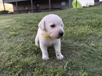 AKC YELLOW COLLAR MALE WHITE LAB, a male Labrador Retriever for sale in Cleburne, TX – Photo 3 of 7