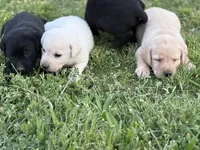 AKC YELLOW COLLAR MALE WHITE LAB, a male Labrador Retriever for sale in Cleburne, TX – Photo 6 of 7