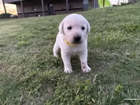 AKC YELLOW COLLAR MALE WHITE LAB, a male Labrador Retriever for sale in Cleburne, TX – Photo 4 of 7
