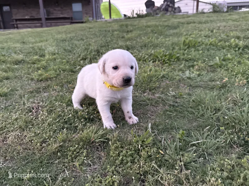 AKC YELLOW COLLAR MALE WHITE LAB – Labrador Retriever puppy for sale in Cleburne, TX