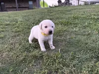 AKC YELLOW COLLAR MALE WHITE LAB, a male Labrador Retriever for sale in Cleburne, TX – Photo 1 of 7