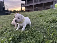 AKC YELLOW COLLAR MALE WHITE LAB, a male Labrador Retriever for sale in Cleburne, TX – Photo 2 of 7