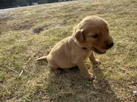 AKC LIGHT PINK GIRL, a female Golden Retriever for sale in Cleburne, TX – 3 of 4