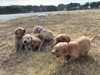 AKC RED COLLAR BOY, a male Golden Retriever for sale in Cleburne, TX – 3 of 5
