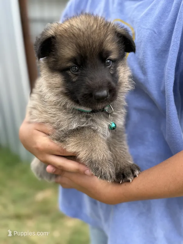 AKC SABLE MALE GREEN COLLAR  – German Shepherd Dog puppy for sale in Cleburne, TX